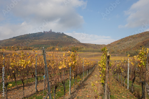 Château du Haut Koenigsbourg surplombant les vignes