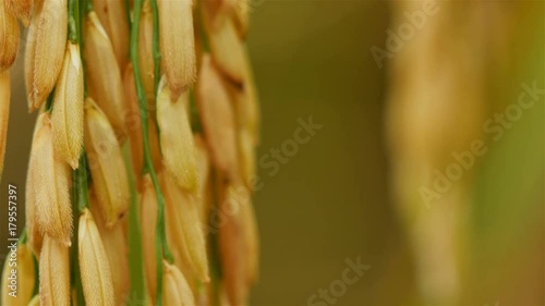 The grain is swinging when the wind blows.