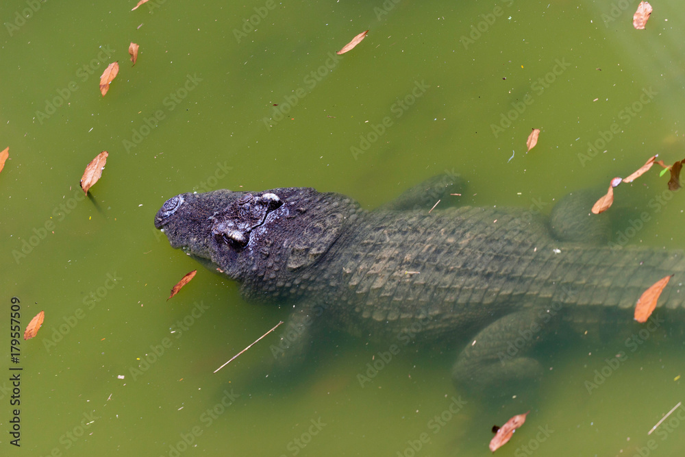 Crocodile in water Crocodile in water