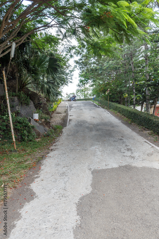 Fototapeta premium Grown trees on both side of the road. Stop cutting trees and benefit the environment and nature.