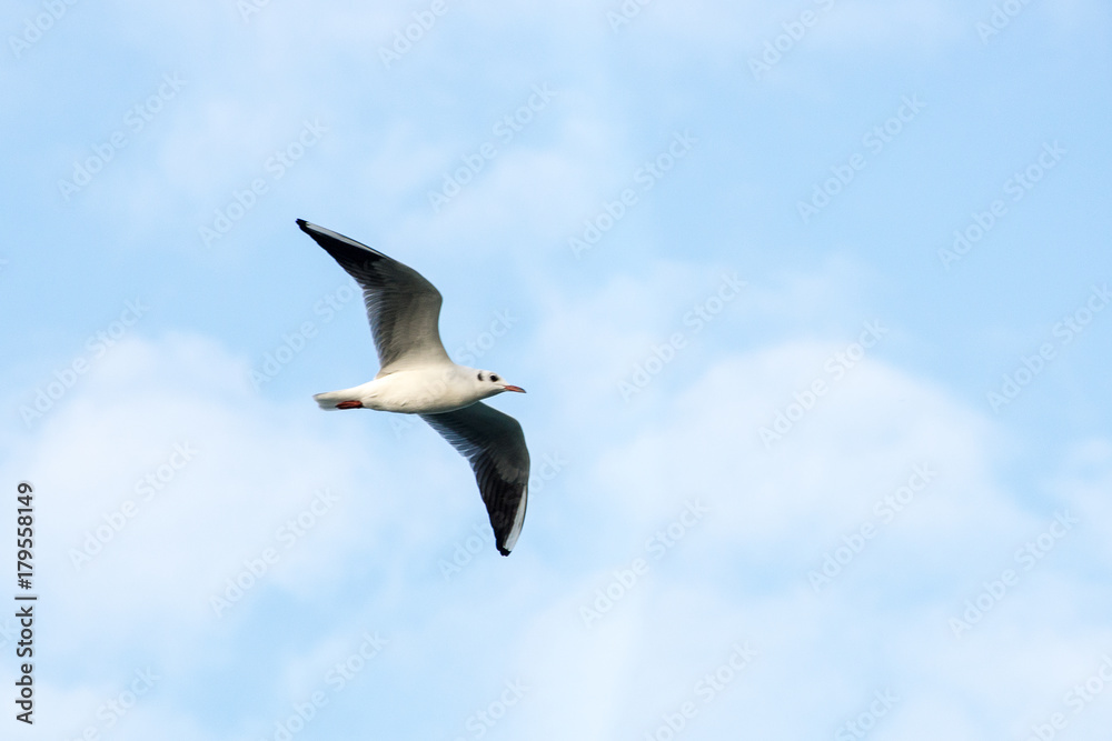 View of seagull flying with blue sky in  the background