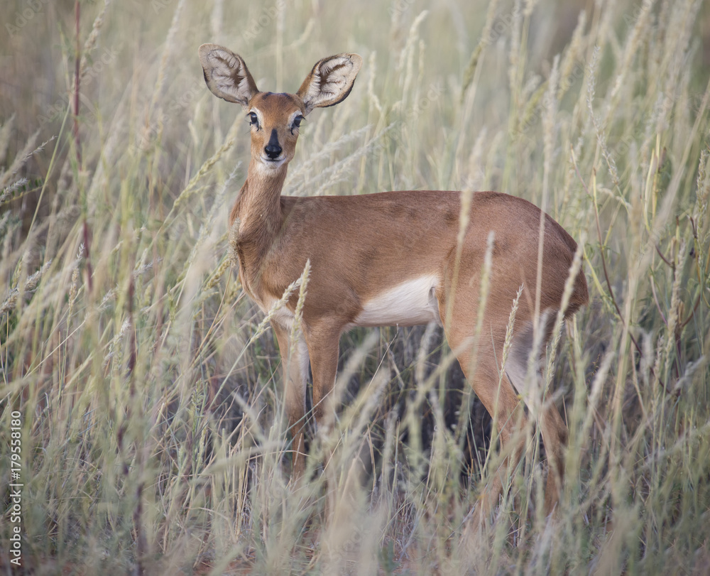 Lone Steenbok standing in long grass in the Kalahari Lone Steenbok standing in long grass in the Kalahari