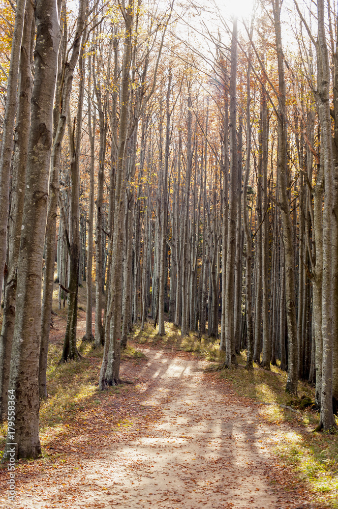 Fototapeta premium Sentiero nel bosco con i colori autunnali