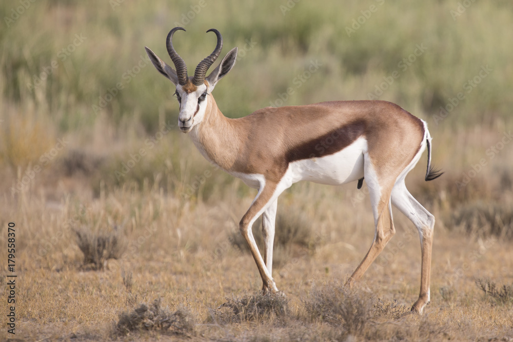 Lone springbok jogging to its herd late in the afternoon on a Kalahari plain Lone springbok jogging to its herd late in the afternoon on a Kalahari plain