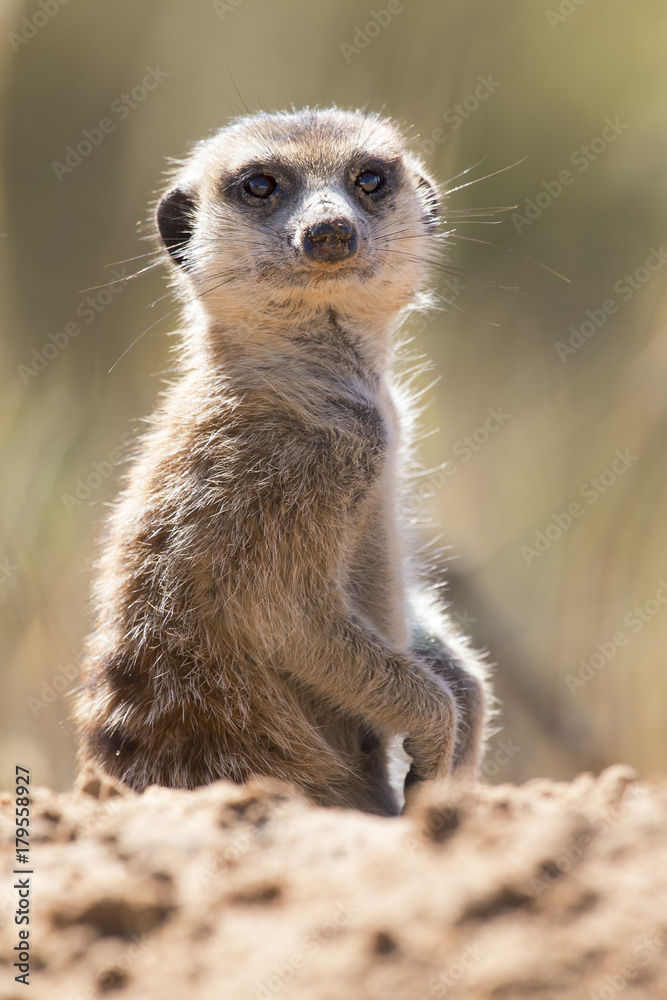 Suricate peeks from the safety of its den in sandy soil of the Kalahari Suricate peeks from the safety of its den in sandy soil of the Kalahari