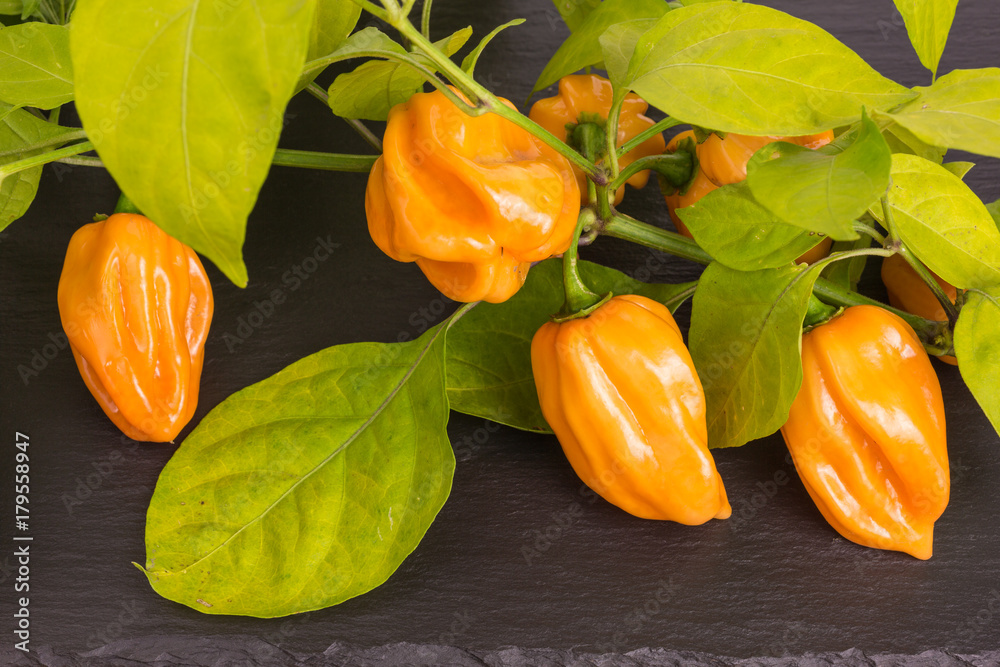 chili pepper habaneros which are very hot and rated 100,000 350,000