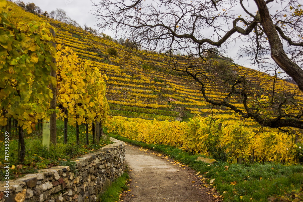 Colorful autumn Vineyard in Wachau valley in Austria Colorful autumn Vineyard in Wachau valley in Austria