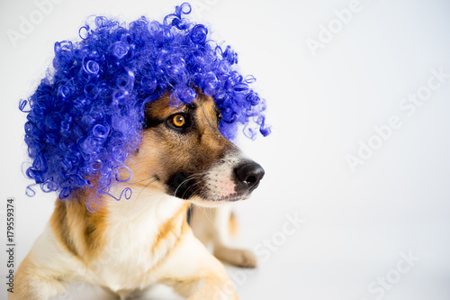 Fototapeta Naklejka Na Ścianę i Meble -  Dog in a party hat