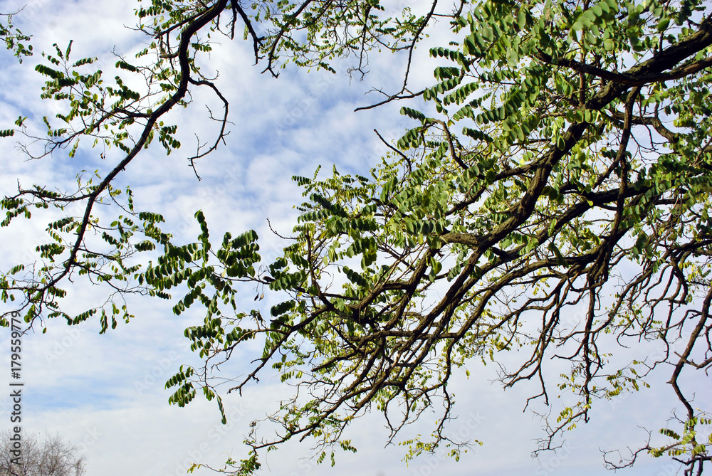 Acacia branches with green leaves on the cloudy sky background Acacia branches with green leaves on the cloudy sky background