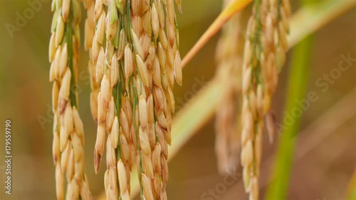 The grain is swinging when the wind blows.