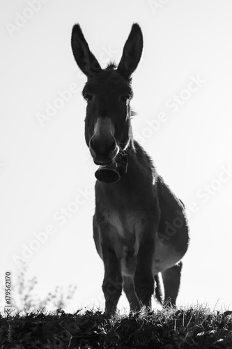 Âne (Donkey)
