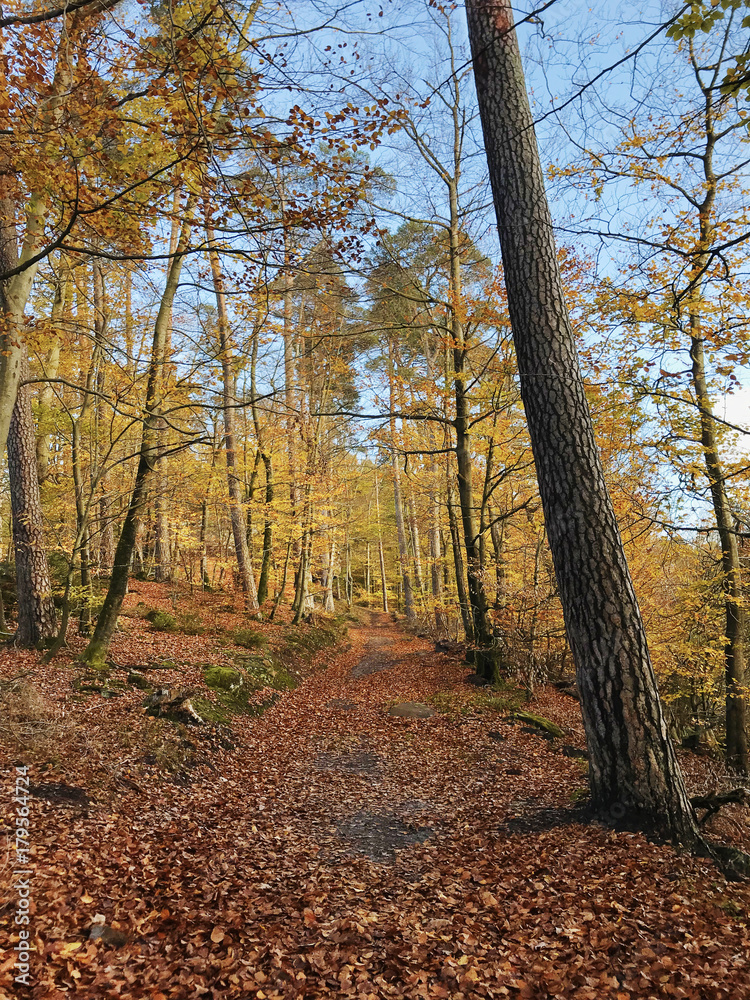 Autumn natural fir forest in Rheinland Pfalz