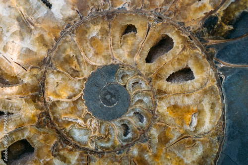 Ammonite shell in section - extinct subclass of cephalopod mollusks 