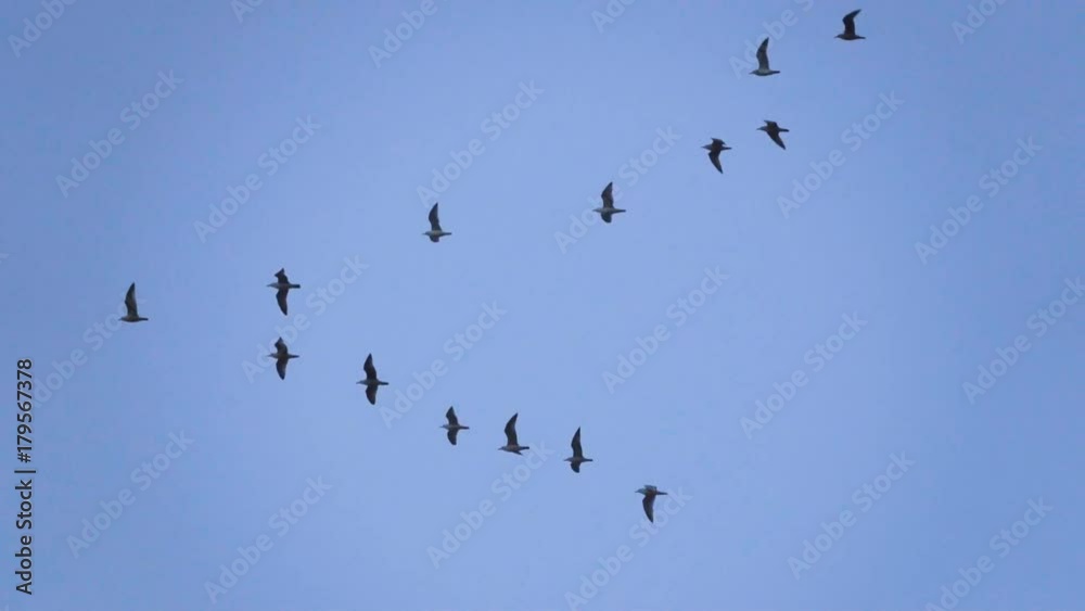 Follow leaders: Flock of seagull flying in an imperfect V formation. Slow motion. Birds gull flying in formation, Blue sky background. Migrating Greater birds flying in Formation Follow leaders: Flock of seagull flying in an imperfect V formation. Slow motion. Birds gull flying in formation, Blue sky background. Migrating Greater birds flying in Formation