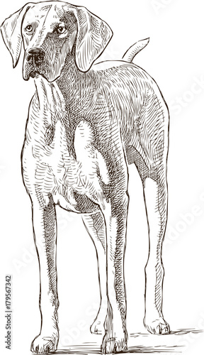 sketch of a hound dog