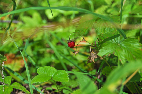 A sunlit stawberry among strawberry leaves and blades of grass