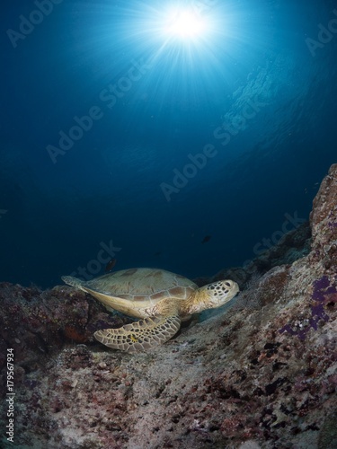 green sea turtle on a reef