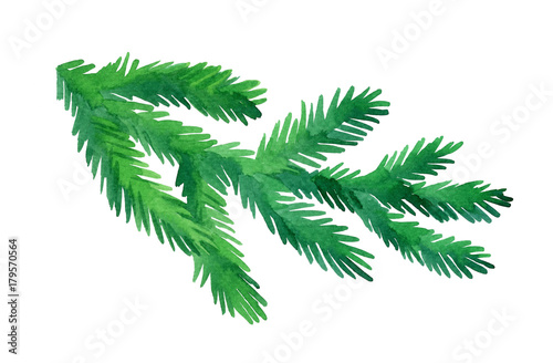 Watercolor fir tree branch