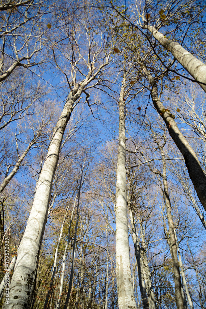 Fototapeta premium Forest in Bulgarian Mountains 
