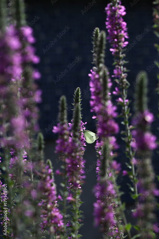 Obraz premium white butterfly on purple flowers 