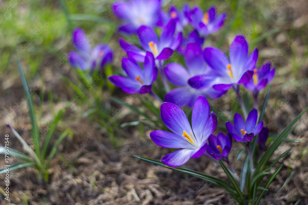 crocus - one of the first spring flowers crocus - one of the first spring flowers