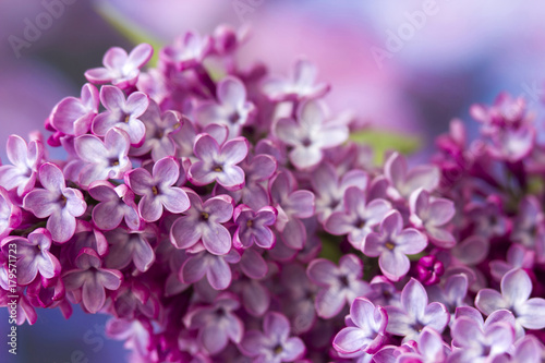 Blooming lilac flowers. Macro photo. © Mira Drozdowski