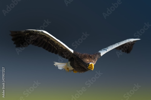 Steller s sea eagle  also known as Pacific eagle or white-shouldered eagle  from coastal northeastern Asia and  particularly present in the Russian-Pacific Kamchatka peninsula