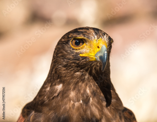 Tawny eagle (Aquila rapax), a large bird of prey that in Sub-Saharan Africa, southwestern Asia and India