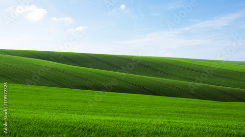 Green field of young grain with traces of a tractor in Moravian Tuscany in the Czech Republic, under a blue sky © Forgem