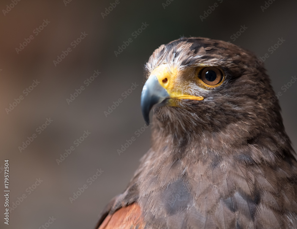 Tawny eagle (Aquila rapax), a large bird of prey that in Sub-Saharan Africa, southwestern Asia and India Tawny eagle (Aquila rapax), a large bird of prey that in Sub-Saharan Africa, southwestern Asia and India