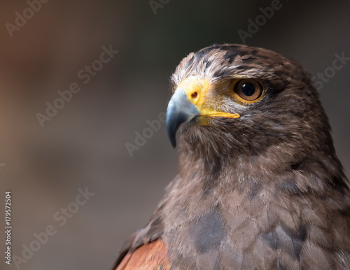 Bild auf Leinwand Tawny eagle (Aquila rapax), a large bird of prey that in Sub-Saharan Africa, sou