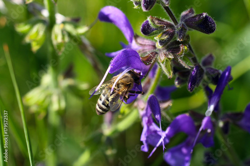 Honigbiene sammelt Nektar auf Blüte des Wiesensalbei (Wiesenblume) photo