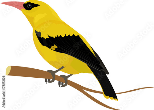 Oriole bird vector illustration isolated on white