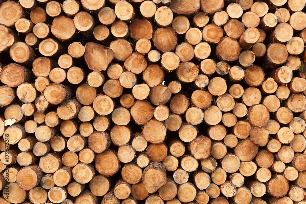 a background from fresh stack of logs a background from fresh stack of logs