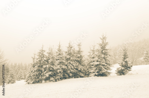 snowy foggy forest