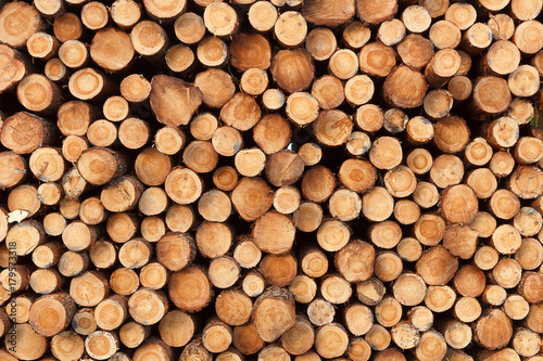 a background from fresh stack of logs