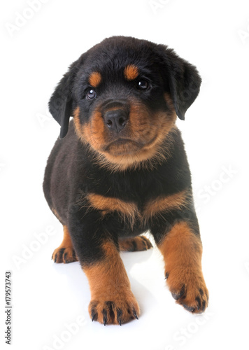 puppy rottweiler in studio