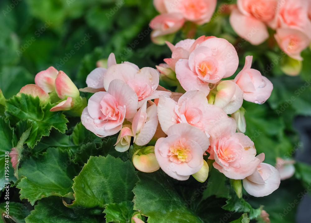 Pretty pink flower with green leaf leaves in the garden. Pretty pink flower with green leaf leaves in the garden.