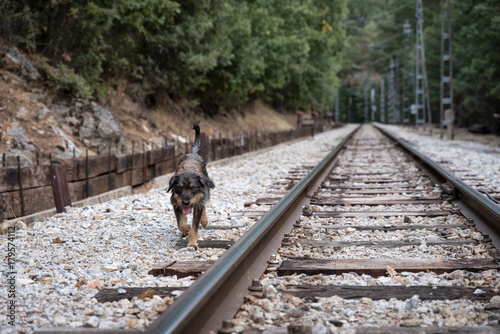 Sympathetic homeless dog wandering the train tracks photo