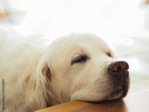 perro durmiendo photo