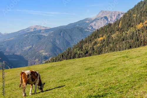 Lone cow grazing, Val Sarentino, Alto Adige/South Tyrol, Italy