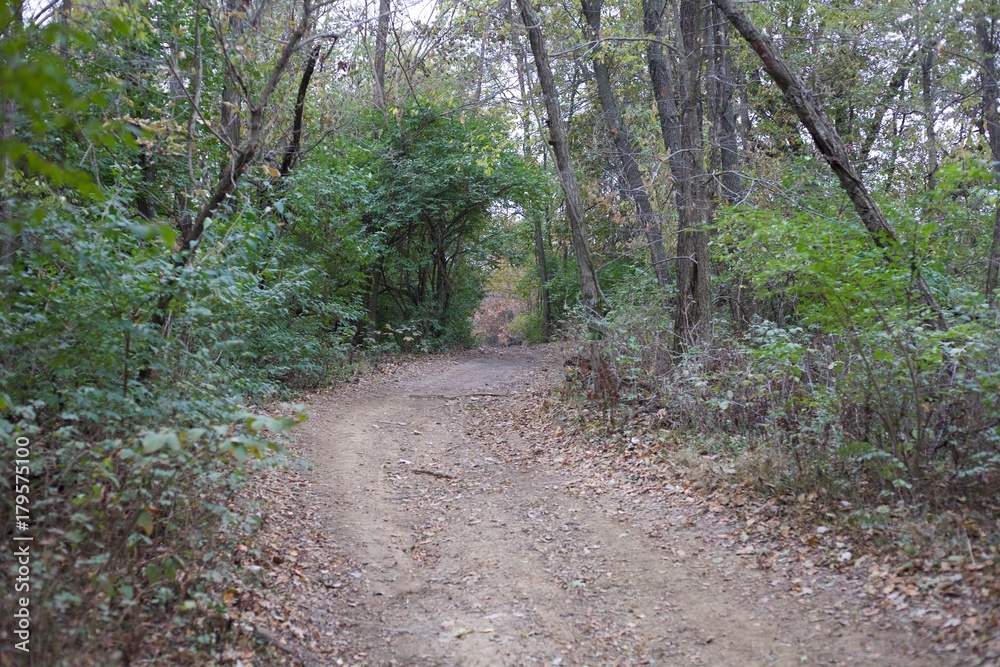 Tree surrounded trail on a cool cloudy fall day