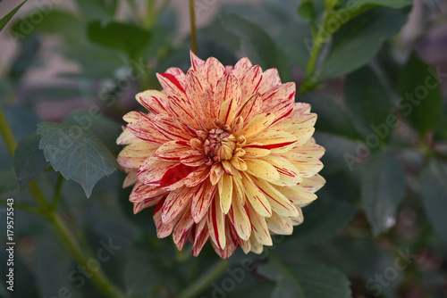 Fototapeta Naklejka Na Ścianę i Meble -  Dahlia rouge et jaune en été au jardin