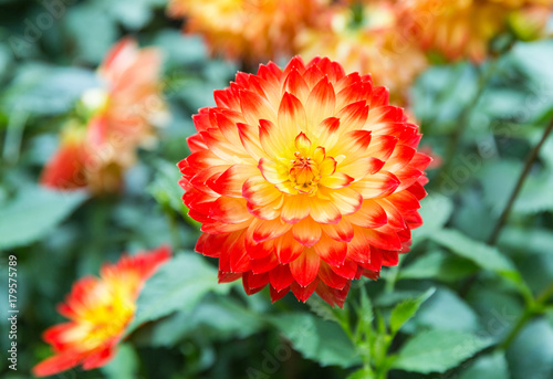 A variety of coloured dahlia plants in Asia