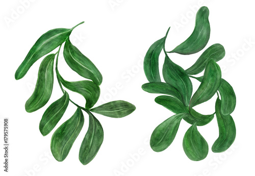Wallpaper Mural Watercolor painting tropical leaves Torontodigital.ca