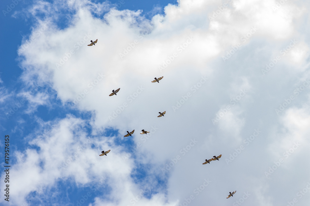 horizontal background image of birds flying over head in a blue sky with white clouds. horizontal background image of birds flying over head in a blue sky with white clouds.
