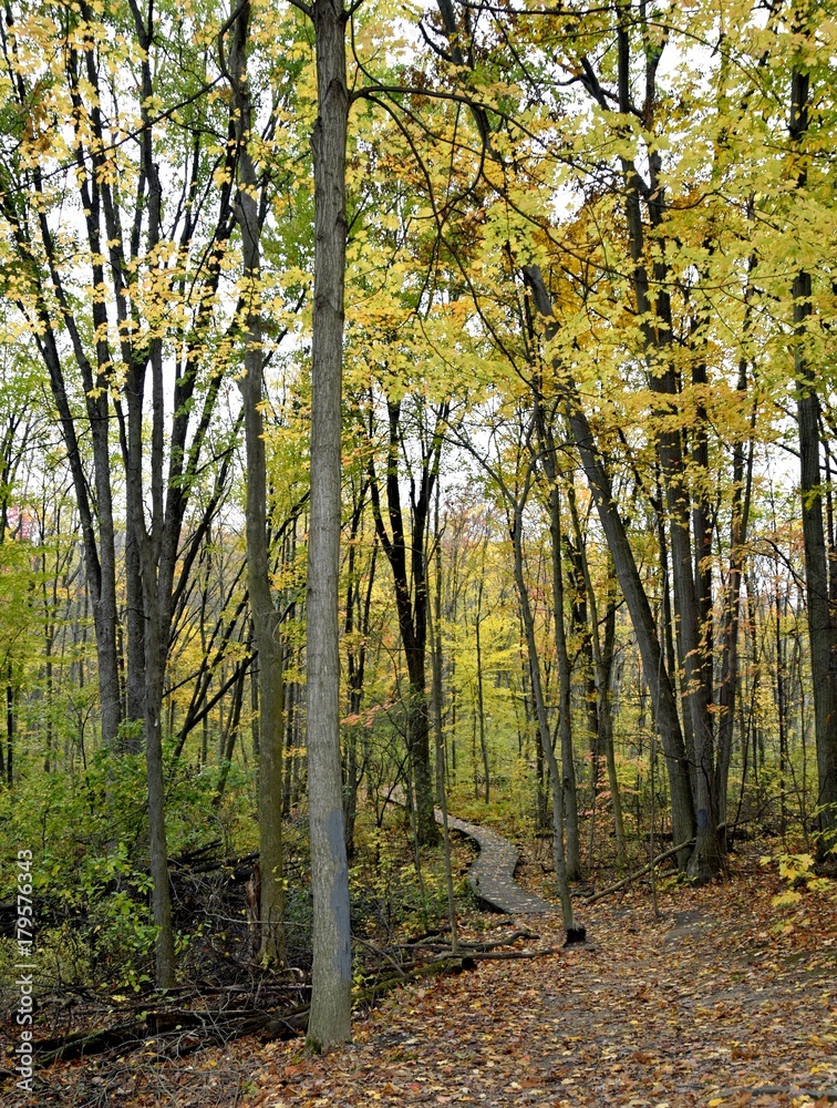 Obraz premium leaf covered hiking path leading to a curved wooden footbridge in the forest, Autumn landscape at Westminster Ponds in London Ontario 