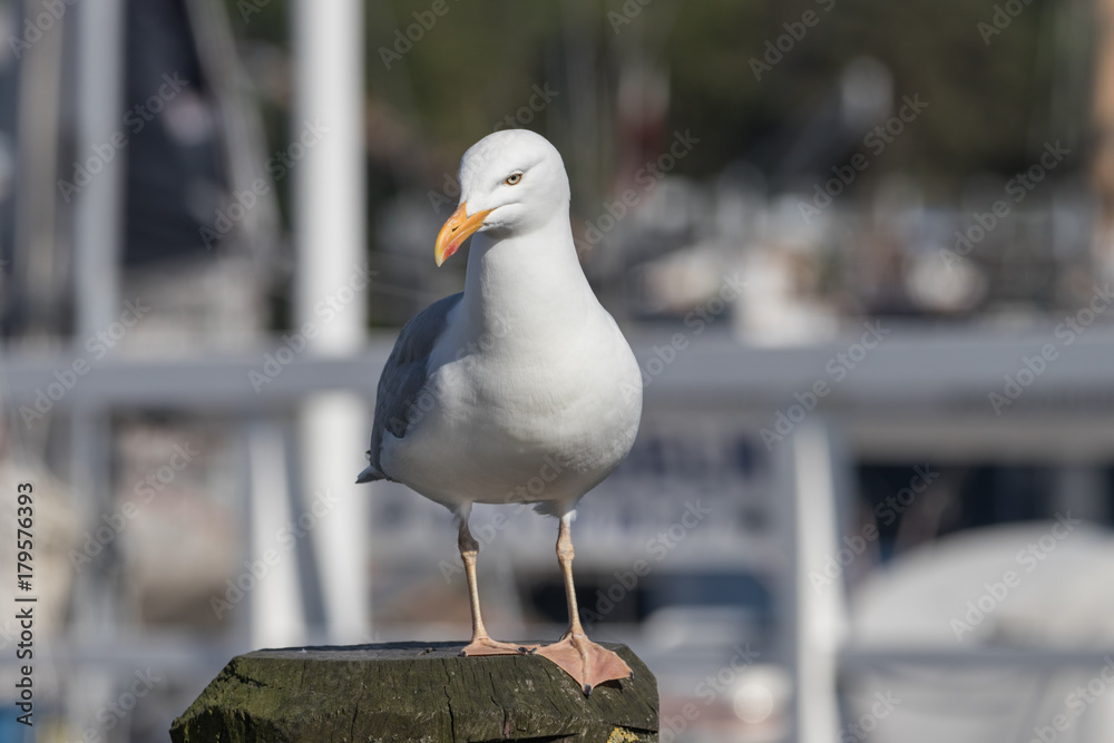 Fototapeta premium Silbermöwe, Larus argentatus