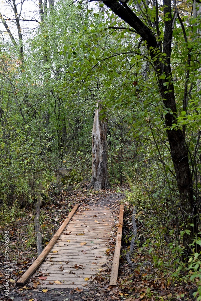 leaf covered hiking path with a wooden footbridge leading into the forest, Autumn landscape at Westminster Ponds in London Ontario leaf covered hiking path with a wooden footbridge leading into the forest, Autumn landscape at Westminster Ponds in London Ontario