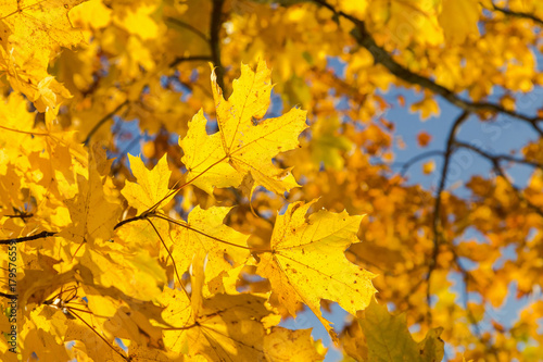 Maple branches with yellow leaves against the background of the blue sky in the fall.